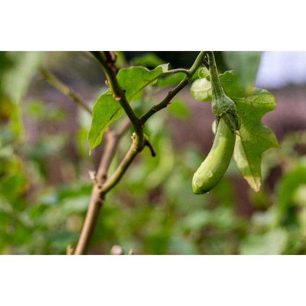 Aubergine verte longue de Barbentane 