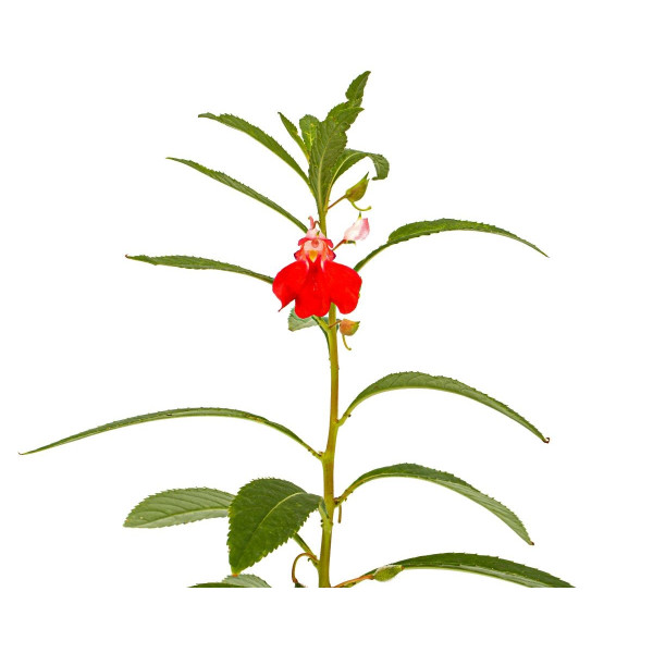 Balsamine double à fleur de Camélia Mix 