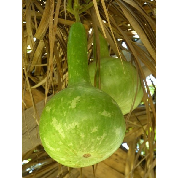 Calebasse ou Gourde Pélerine 