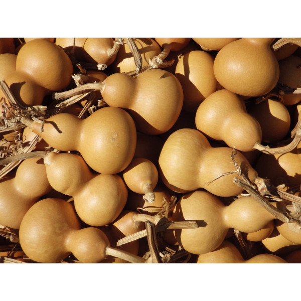 Calebasse ou Gourde Pélerine 