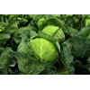 Chou cabus F1 Tête de Pierre 