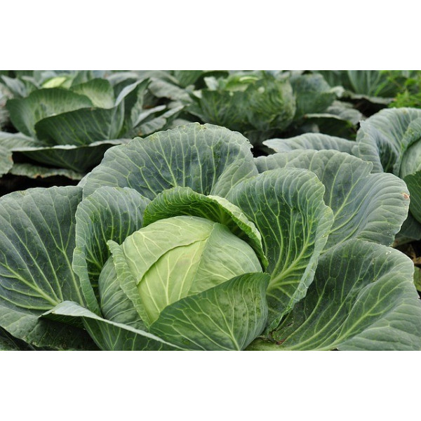 Chou cabus F1 Tête de Pierre 