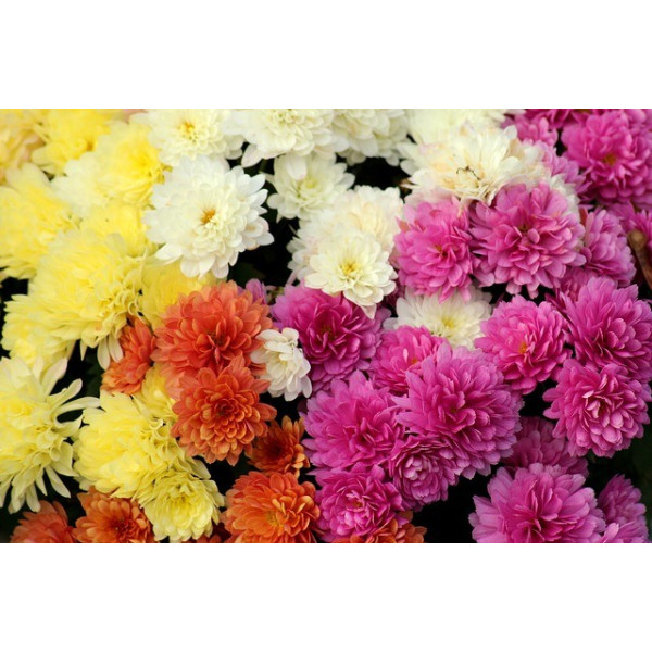 Chrysanthème des Jardins mix 