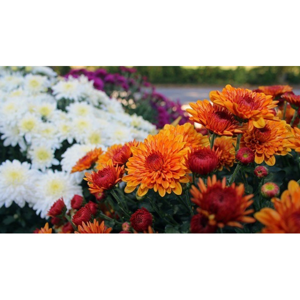 Chrysanthème des Jardins mix 