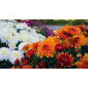 Chrysanthème des Jardins mix 