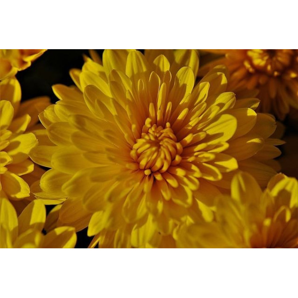 Chrysanthème des Jardins mix 