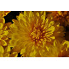 Chrysanthème des Jardins mix 