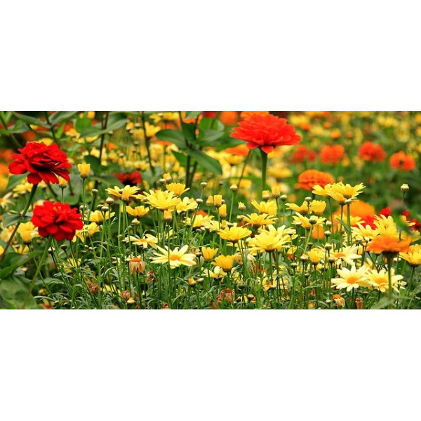 Fleurs d'été pour Gazon Japonais 