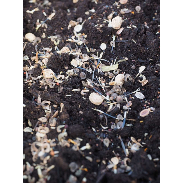 Fleurs d'été pour Gazon Japonais 