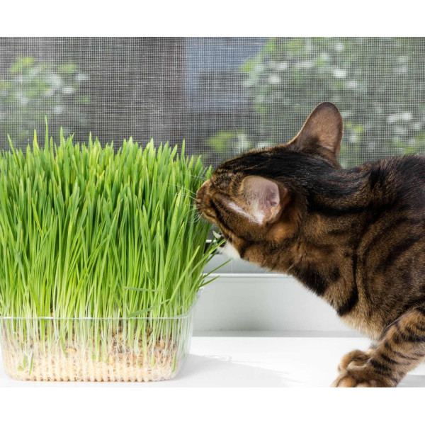 Herbe à chat 