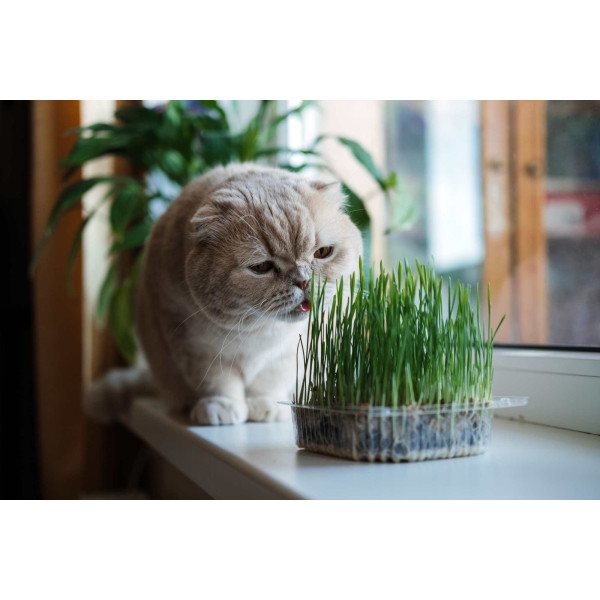Herbe à chat 