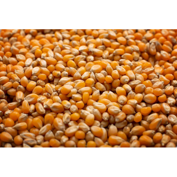 Maïs à éclater pour Pop Corn 