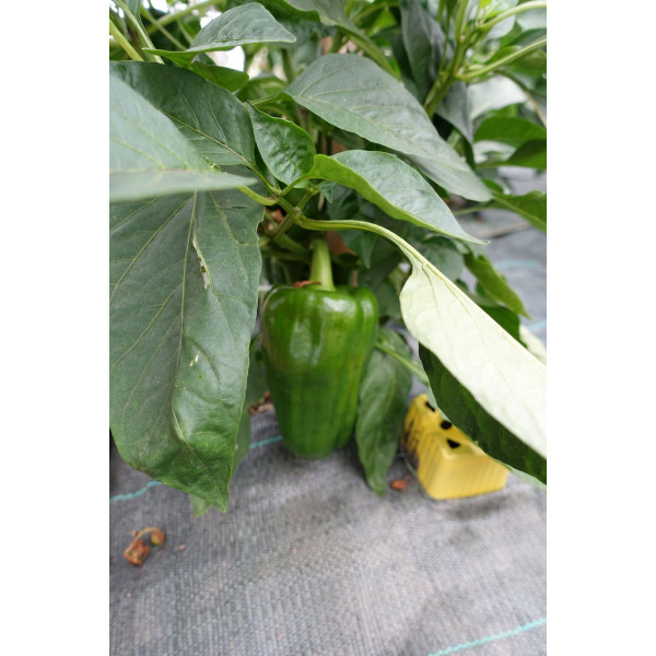 Poivron F1 Lamuyo 