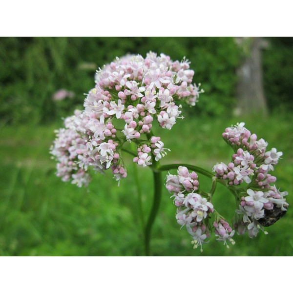Valeriane Officinale 