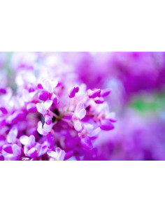 Arbre de Judée - Cercis siliquastrum 