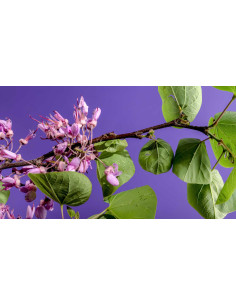 Arbre de Judée - Cercis siliquastrum  2