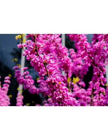 Arbre de Judée - Cercis siliquastrum 
