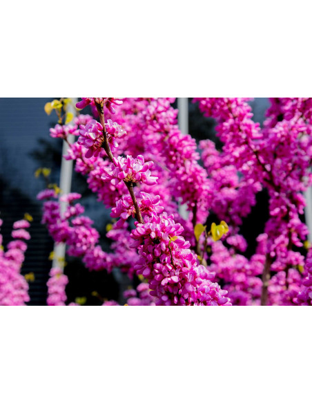 Arbre de Judée - Cercis siliquastrum 