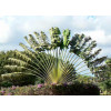 Arbre du voyageur - Ravenala madagascarensis 