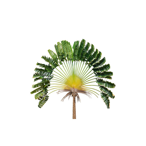 Arbre du voyageur - Ravenala madagascarensis 