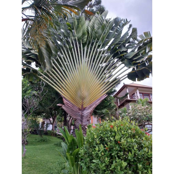Arbre du voyageur - Ravenala madagascarensis 
