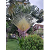 Arbre du voyageur - Ravenala madagascarensis 
