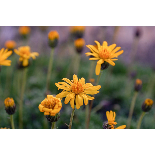 Arnica montana 