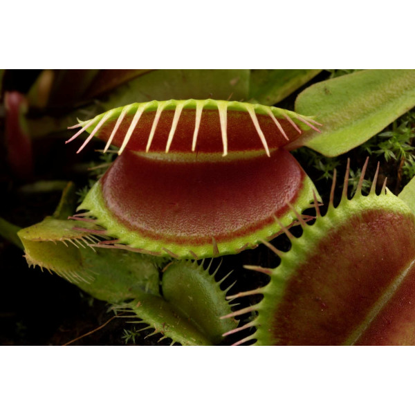 Attrape mouche - Dionaea muscipula 
