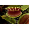 Attrape mouche - Dionaea muscipula 