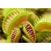 Attrape mouche - Dionaea muscipula 