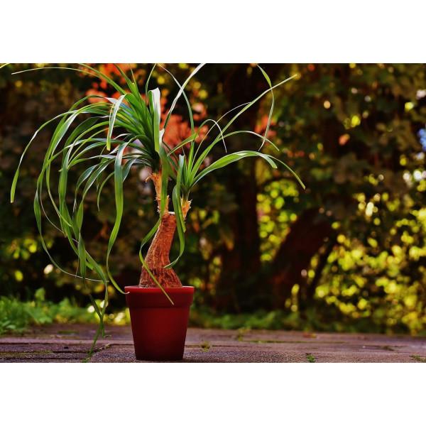 Beaucarnea recurvata 