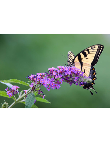 Arbre aux papillons - Buddleja 
