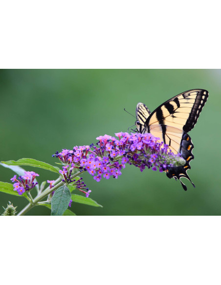 Arbre aux papillons - Buddleja 