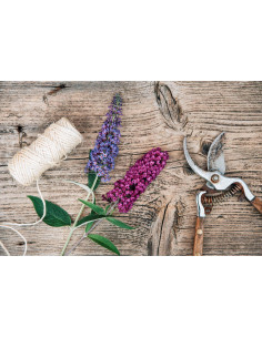 Arbre aux papillons - Buddleja  2