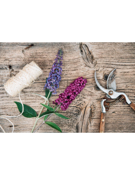 Arbre aux papillons - Buddleja 