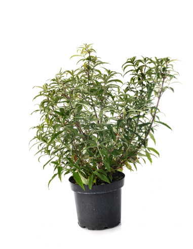 Arbre aux papillons - Buddleja 