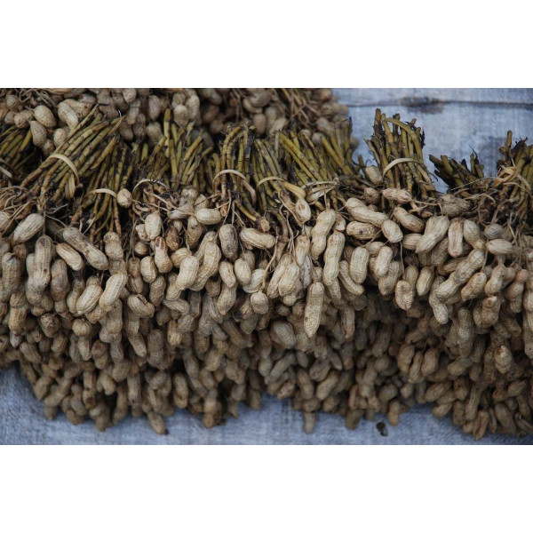 Cacahuète - Arachis hypogeae 