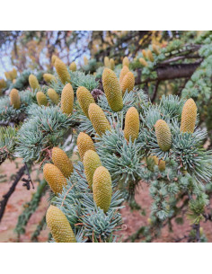 Cèdre de l'Atlas - Cedrus atlantica 