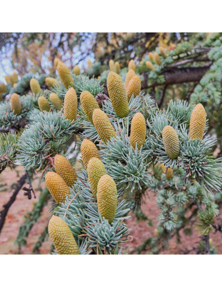 Cèdre de l'Atlas - Cedrus atlantica 