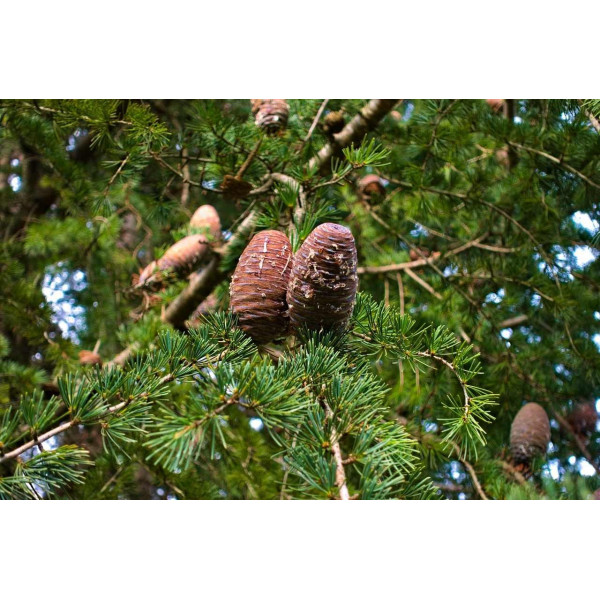 Cèdre du Liban - Cedrus Libani 