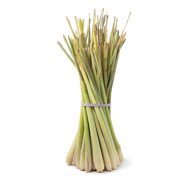 Citronnelle du Gabon - Cymbopogon citratus 