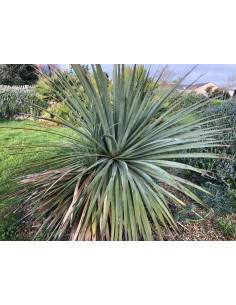 Cordyline Australis verte 