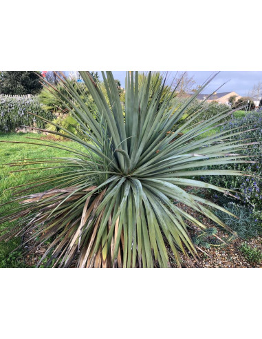 Cordyline Australis verte 
