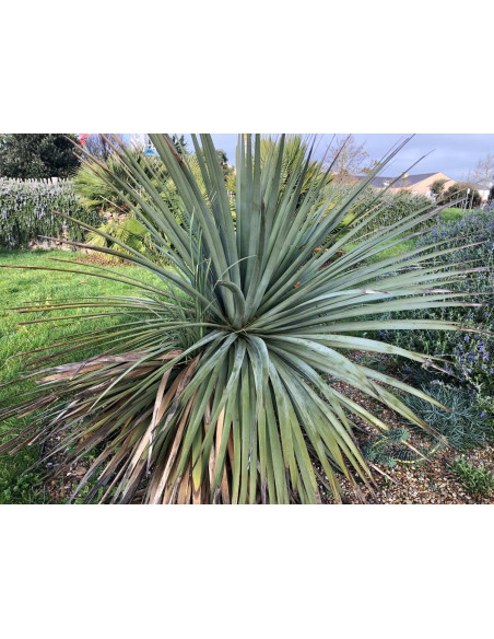 Cordyline Australis verte 