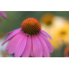 Echinacea purpurea - Rudbeckia Pourpre 