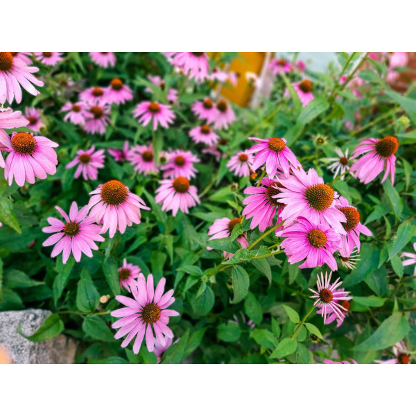 Echinacea purpurea - Rudbeckia Pourpre 