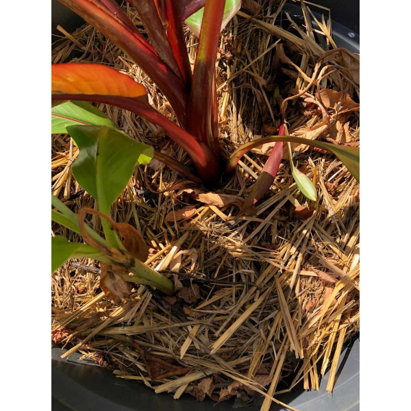 Bananier d'Abyssinie - Ensete ventricosum 