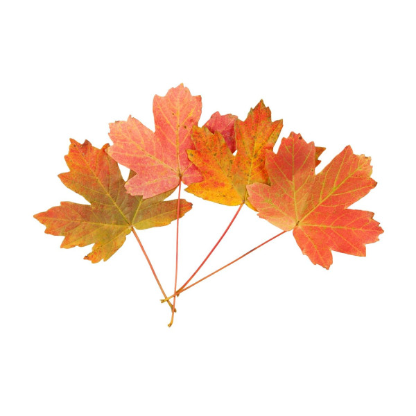 Erable rouge - Acer rubrum 