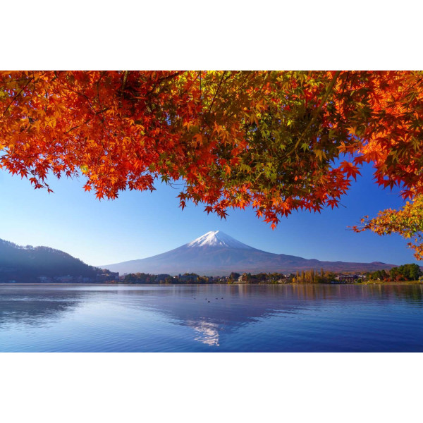 Erable rouge - Acer rubrum 