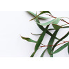 Eucalyptus globulus 